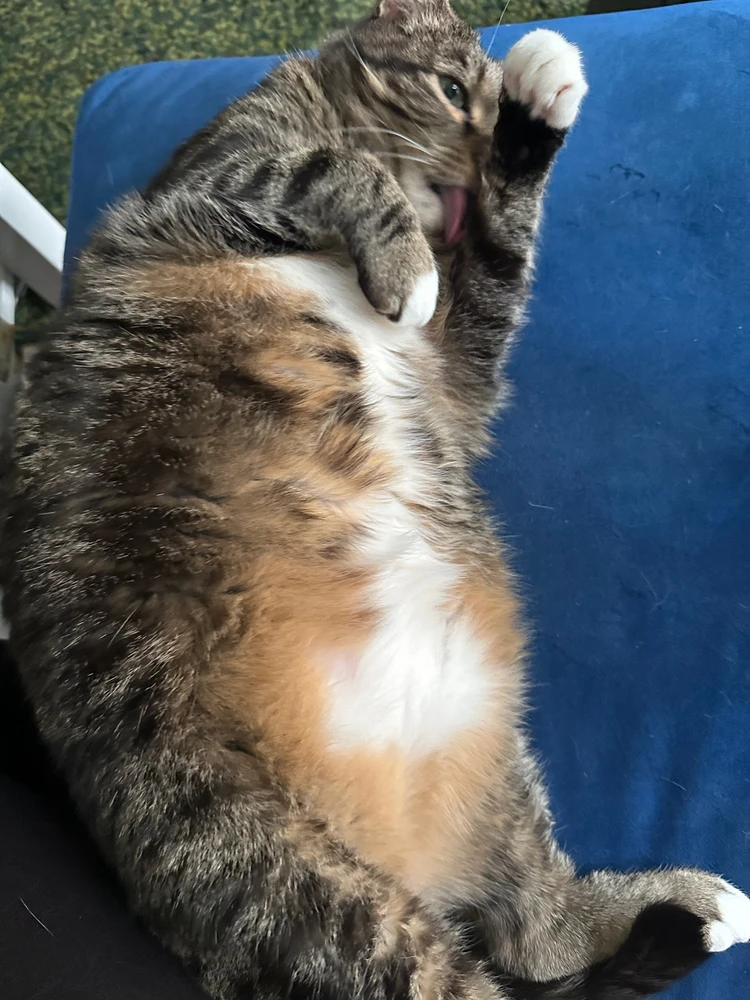 A chonky tabby cat lies on her back for a bath, living her best life