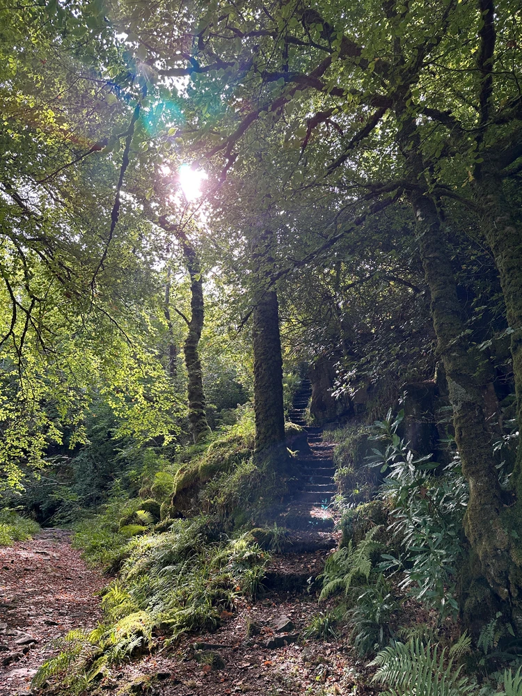 A forest path with mossy stairs ascending into the trees, Aros Park, Tobermory 