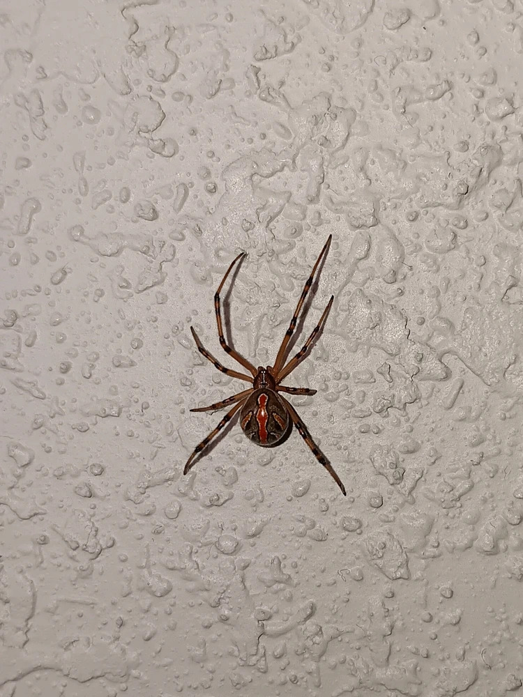 Image uploaded by Colt