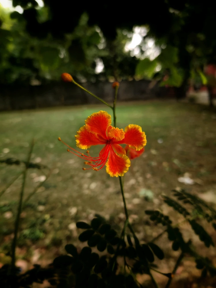 Image uploaded by Faizan Khan