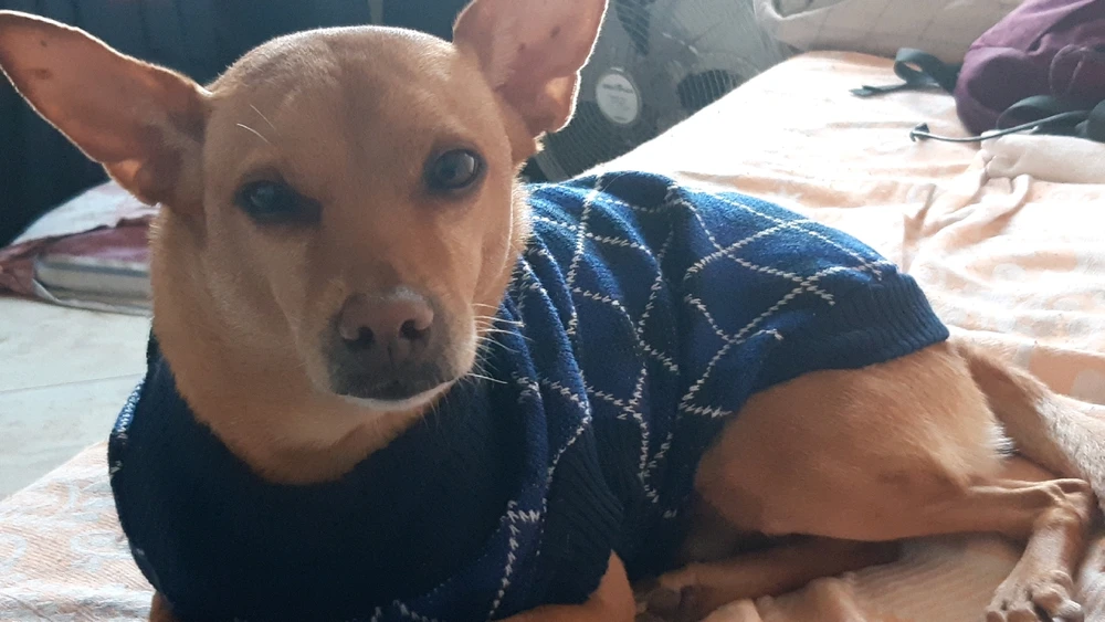 Imagem enviada por Bruno