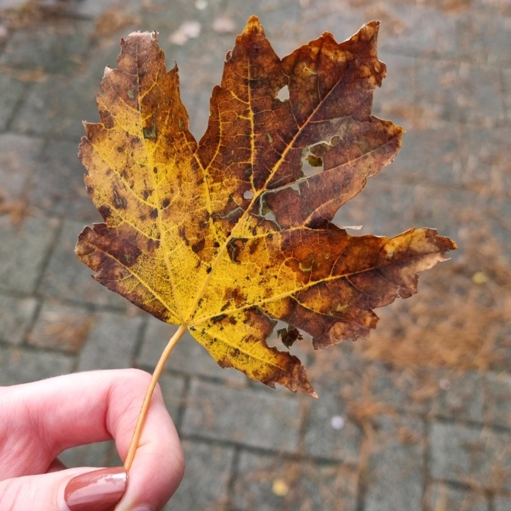 Afbeelding geüpload door Femke