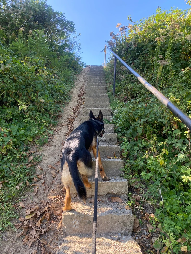 Obrázek nahrál Kit