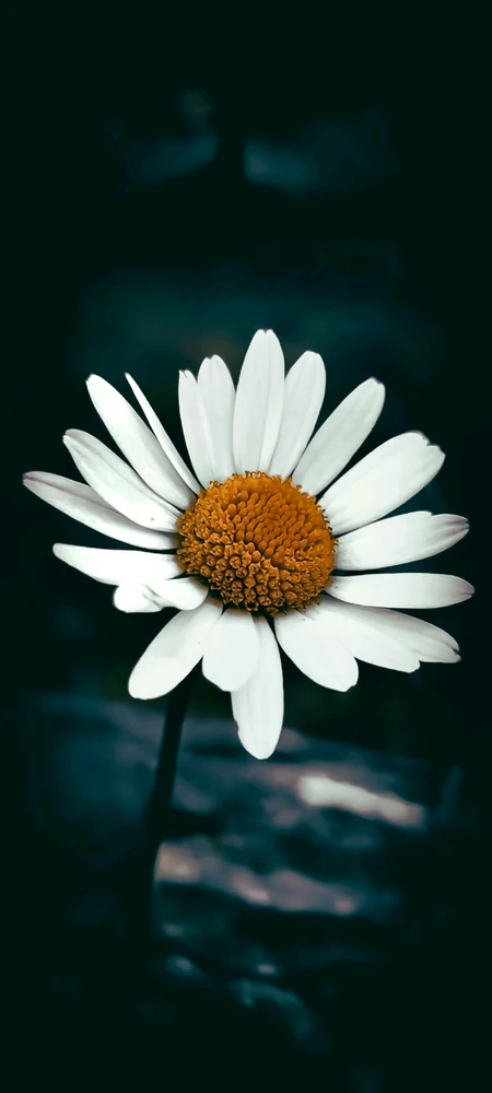 Image ajoutée par Ellie