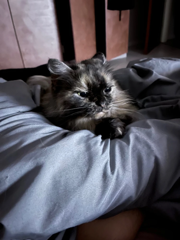 Hier ist ein Foto meiner Katze