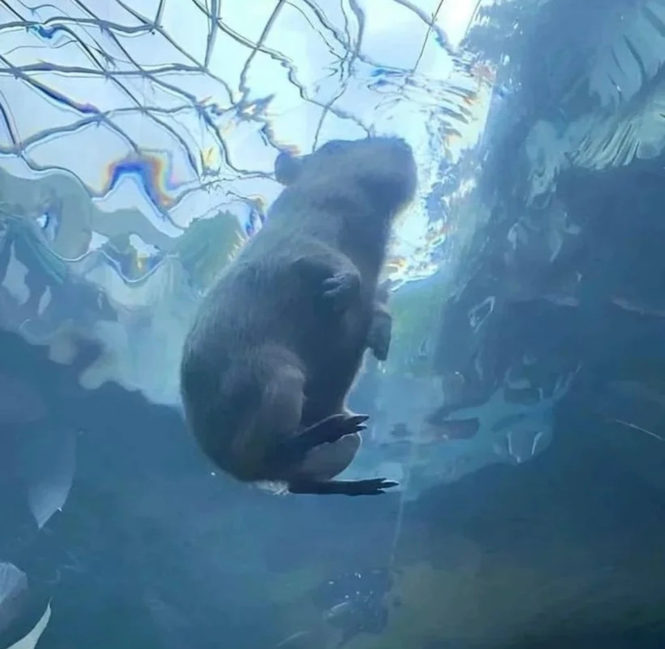 Image uploaded by Guillermo