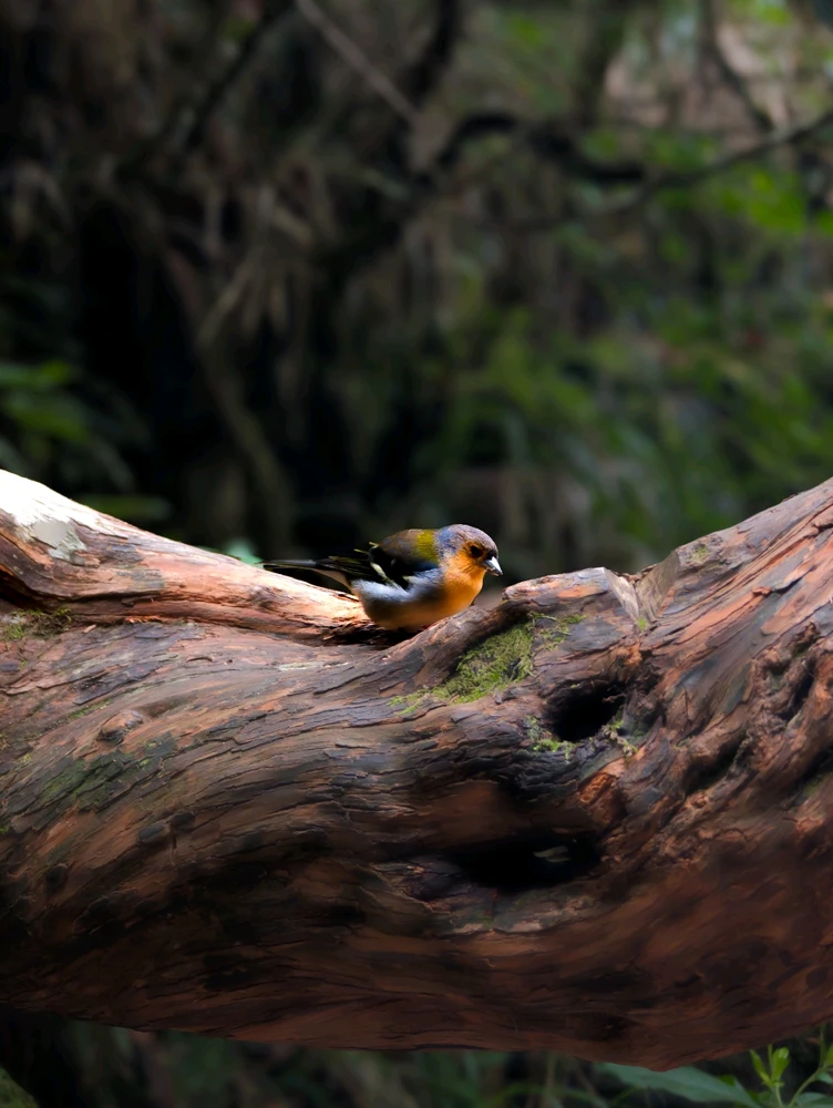 Small bird in Madeira 