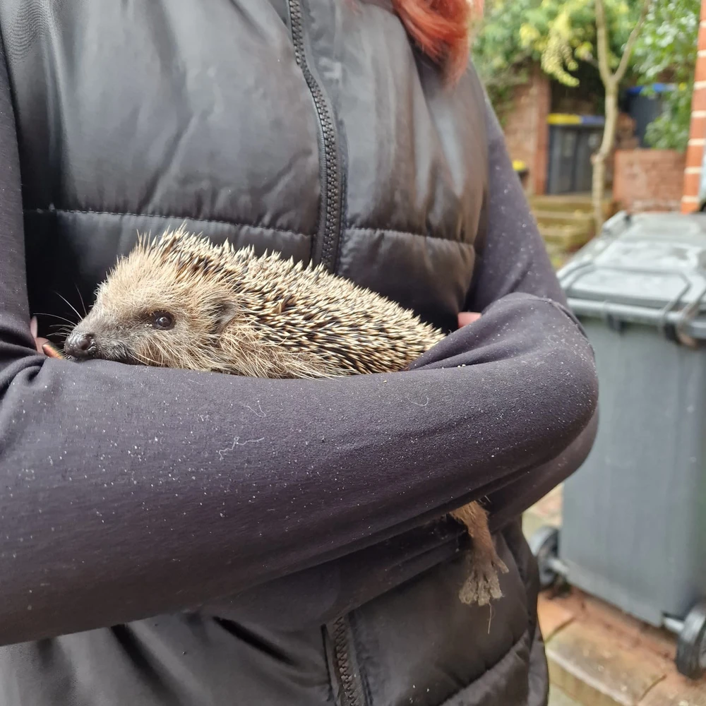 Bild hochgeladen von Ansi