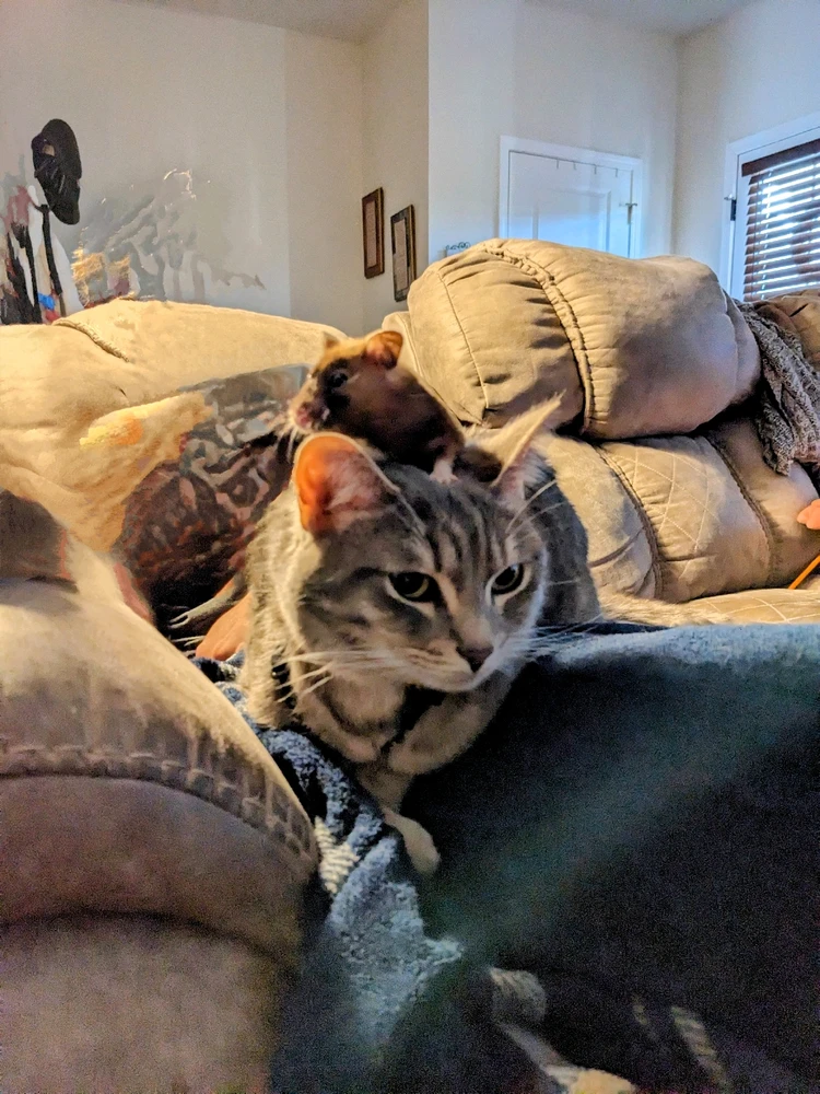 Hammy and Ryan .... Do you have unusual animal friends?
