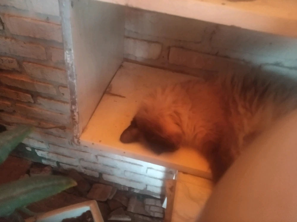 Pillé su refugio o su rincon de paz?