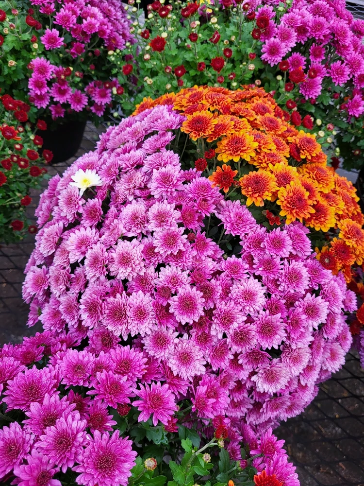 Image uploaded by Braxton