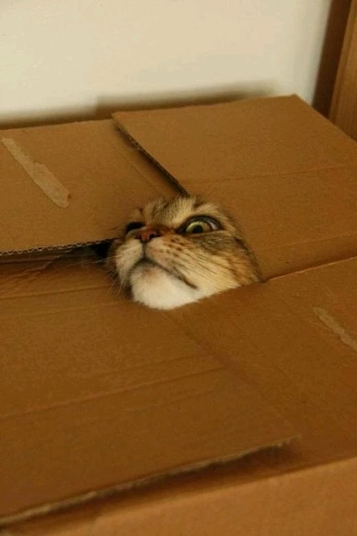 Cat stuck in a box