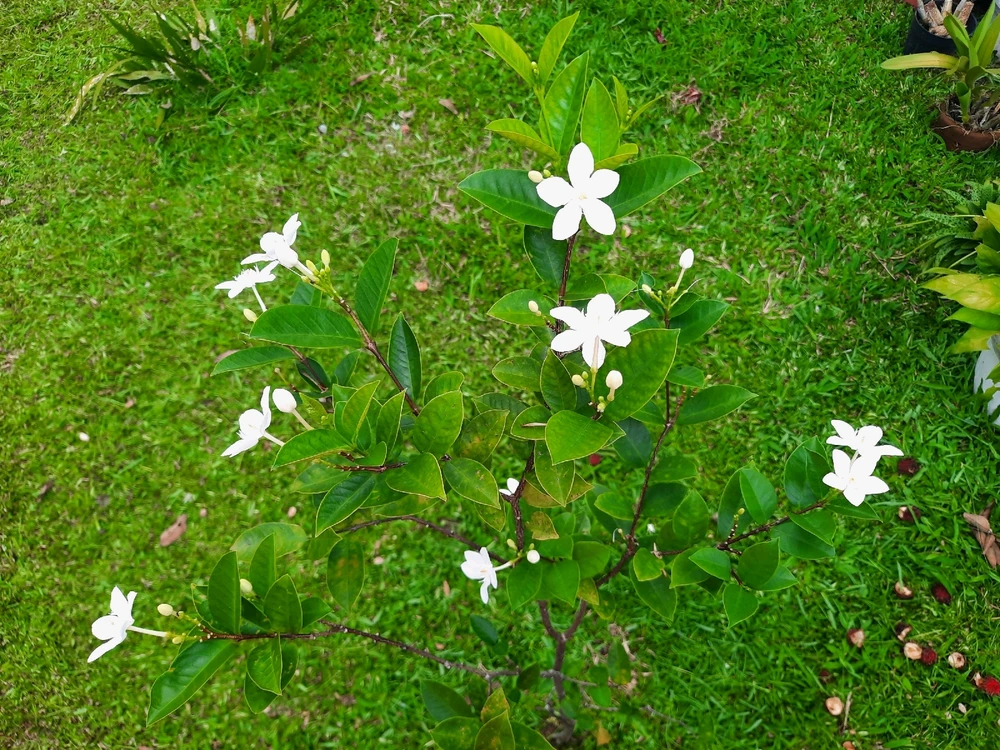 Image uploaded by Edo