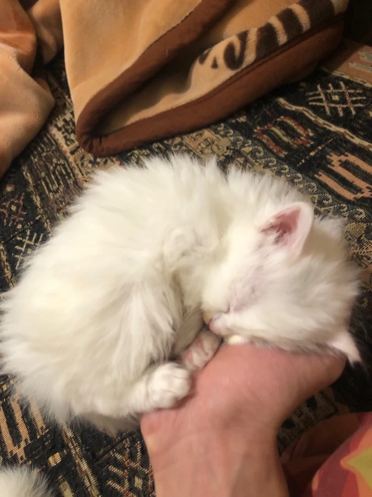 Thekiller1tkがアップロードした画像