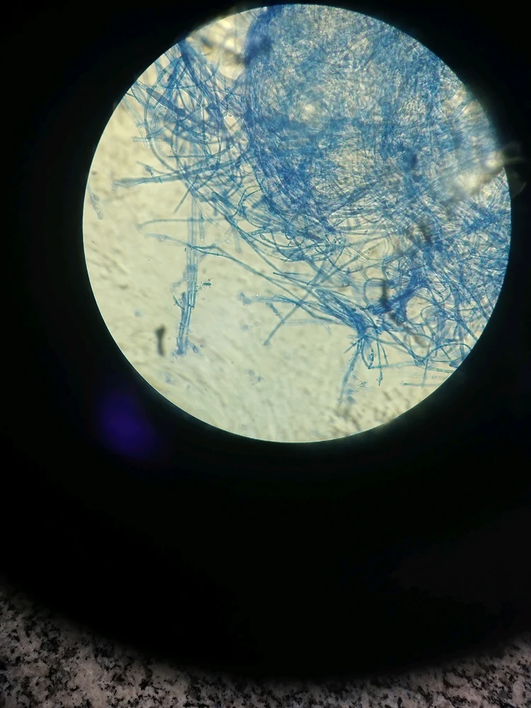 Imagem enviada por Isaac