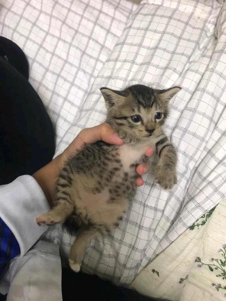 Imej dimuat naik oleh sofiyy