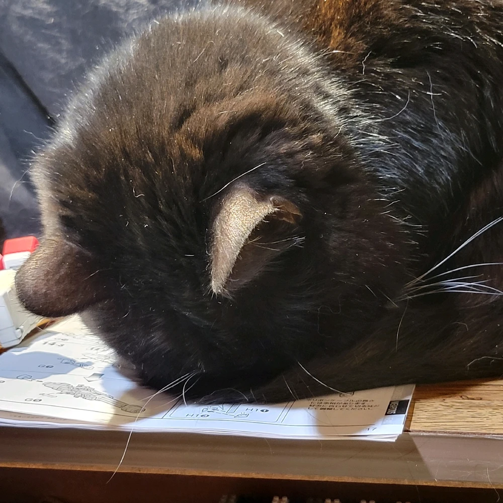 Image uploaded by Sawyer