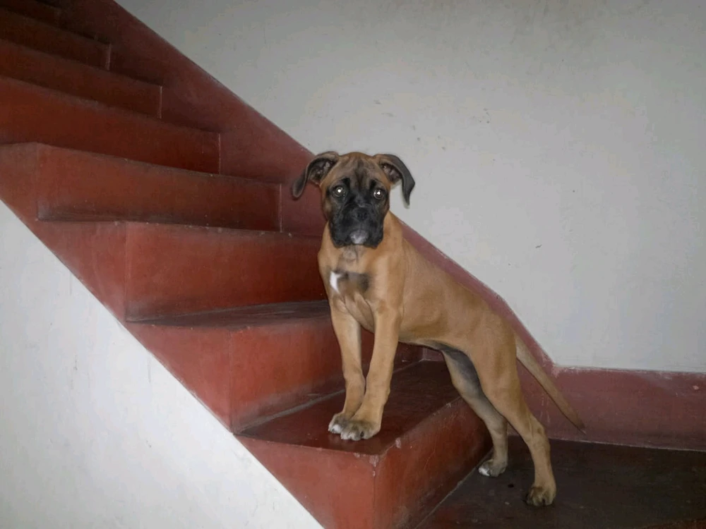 Duab xa los ntawm Jesús