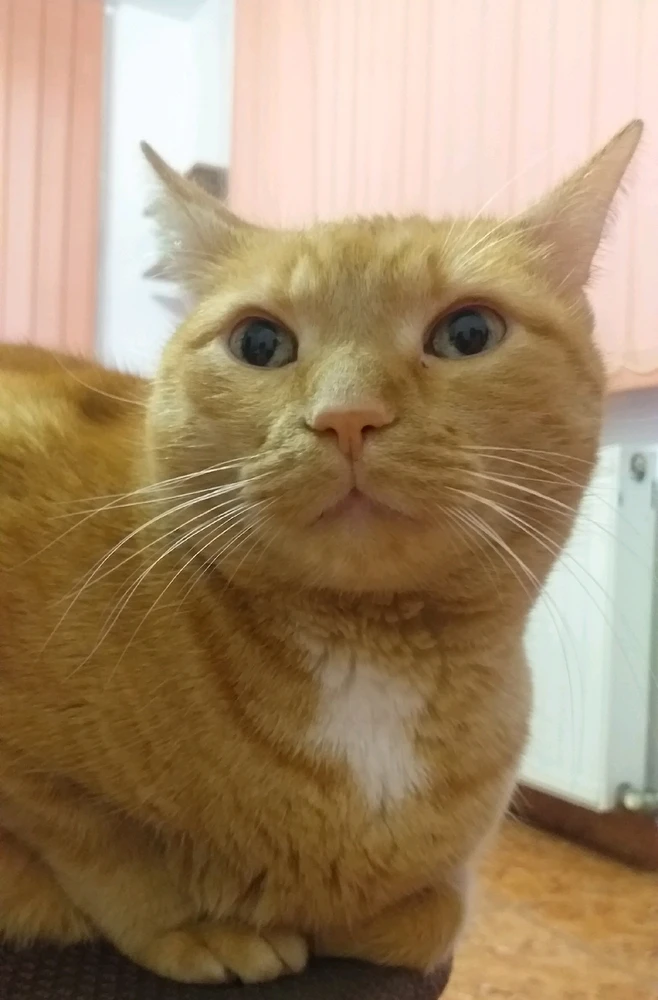 Cat-a-strophe上傳的圖片
