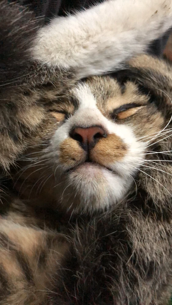 تصویر آپلود شده توسط Hoofar