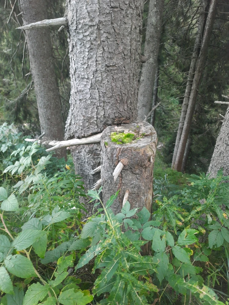 Зображення завантажив Максим