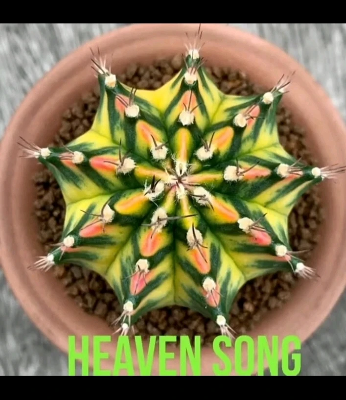 Gambar diunggah oleh Noobu