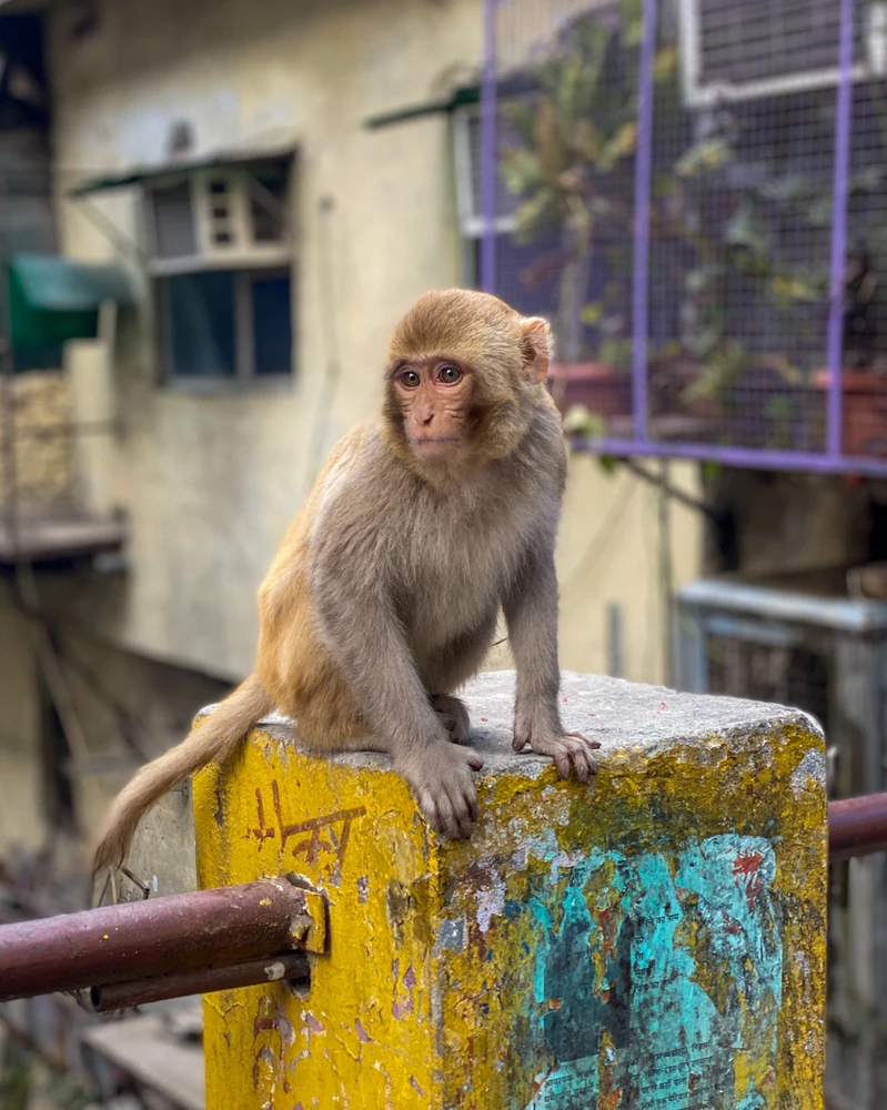 Image uploaded by Sanket