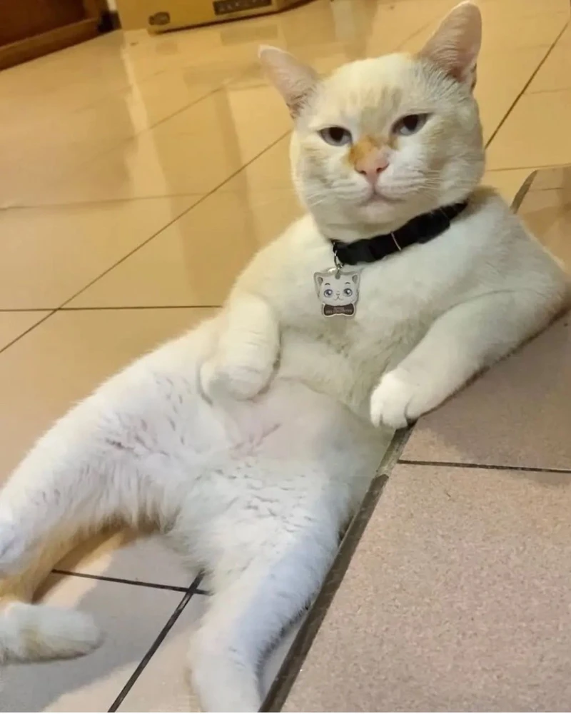 Gak tau kucing siapa