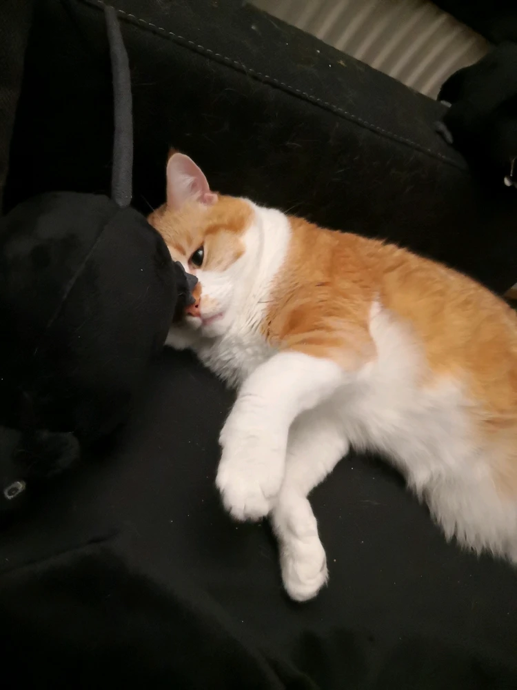 Bild hochgeladen von Unjesus Lokison