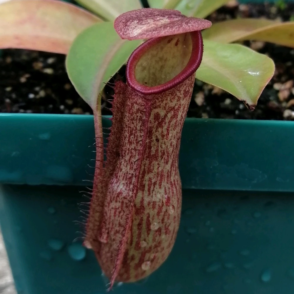 Nepenthes gaya buddha