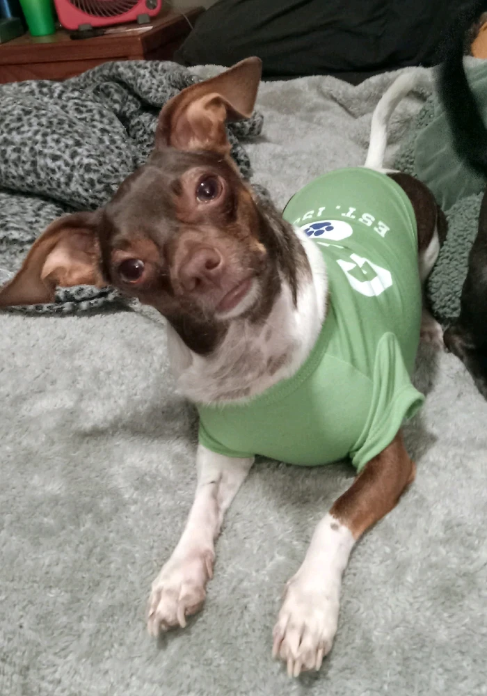 Astros ad online for adoption. Formerly Pistachio.
