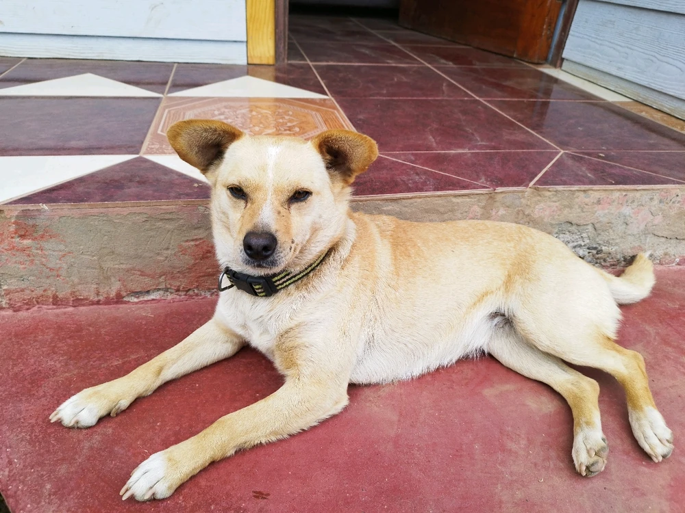 LULÚ