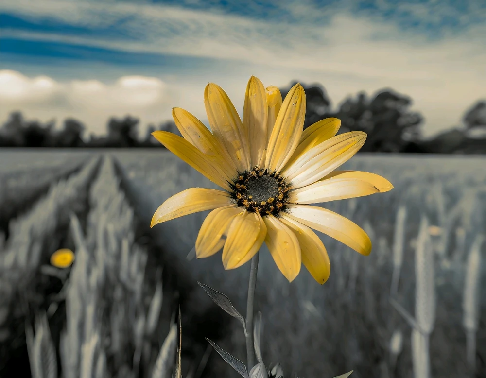 Imatge pujada per Ewerton