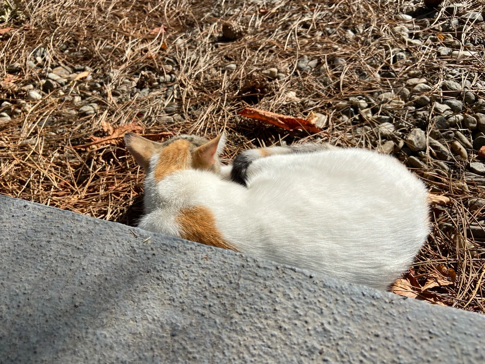 Jeg mødte denne sovende kat under en gåtur