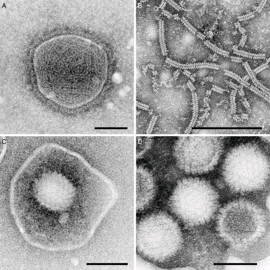 Imagem enviada por Isaac