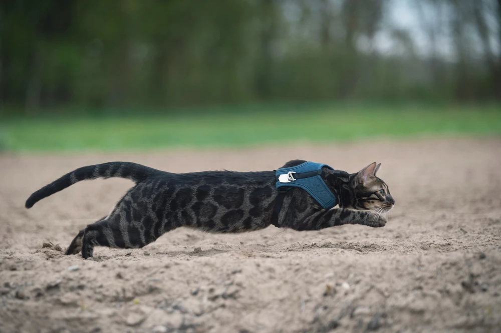 Obrázek nahrál Niky