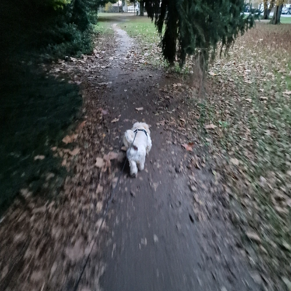 Sliko je naložil Denis