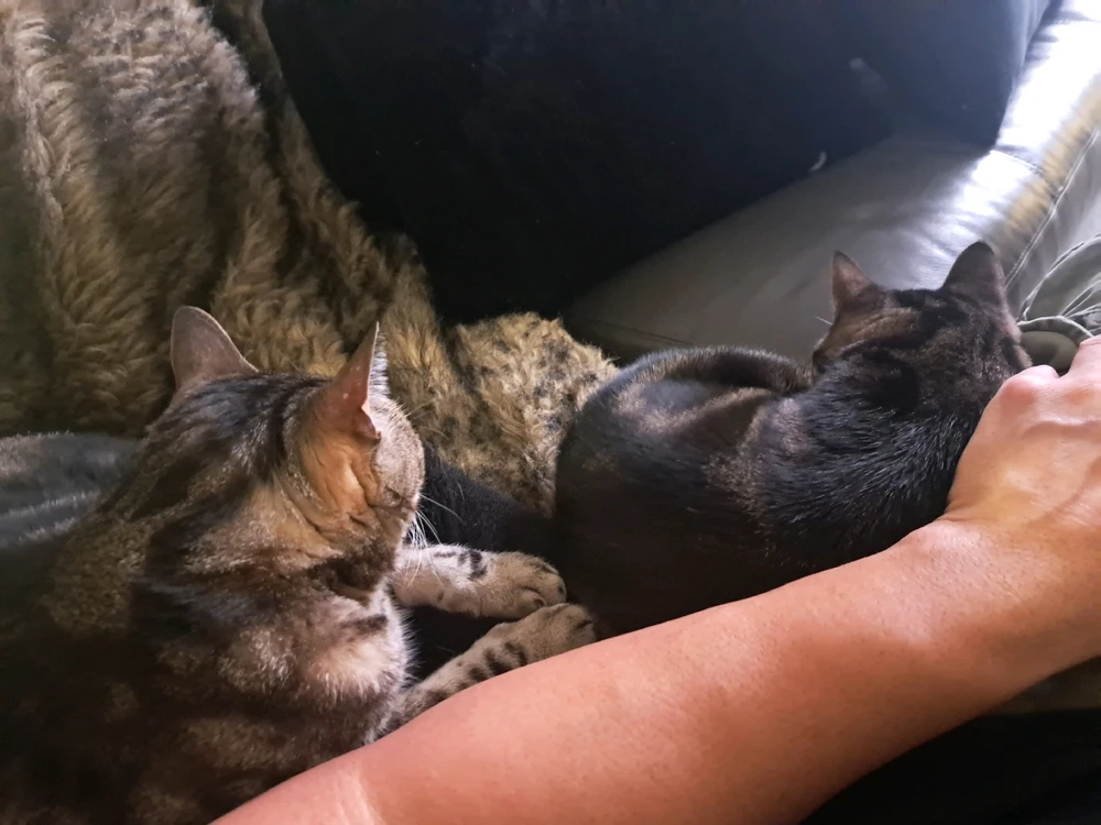 Cats