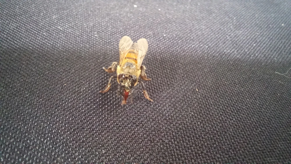 صورة رفعها Marcelo