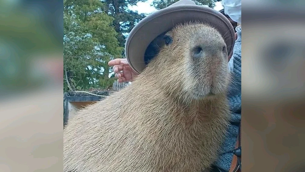 Фото загрузил Ксения