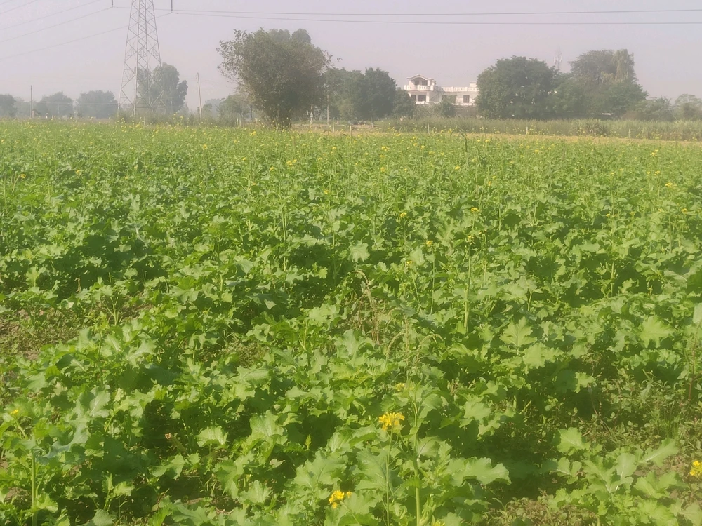 Image uploaded by Hardeep