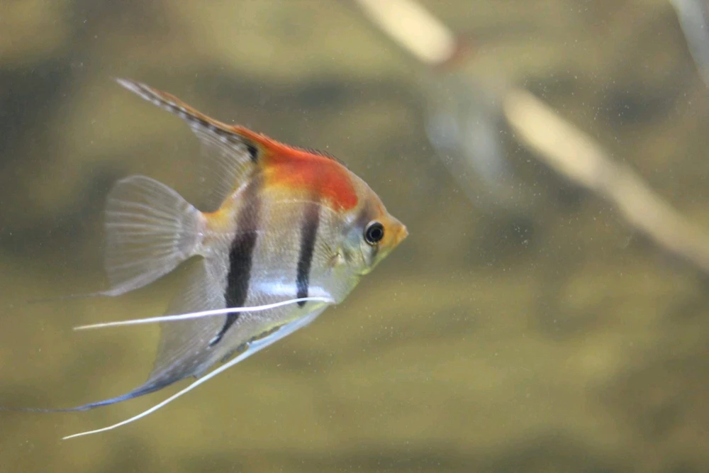 Image uploaded by Playerone76