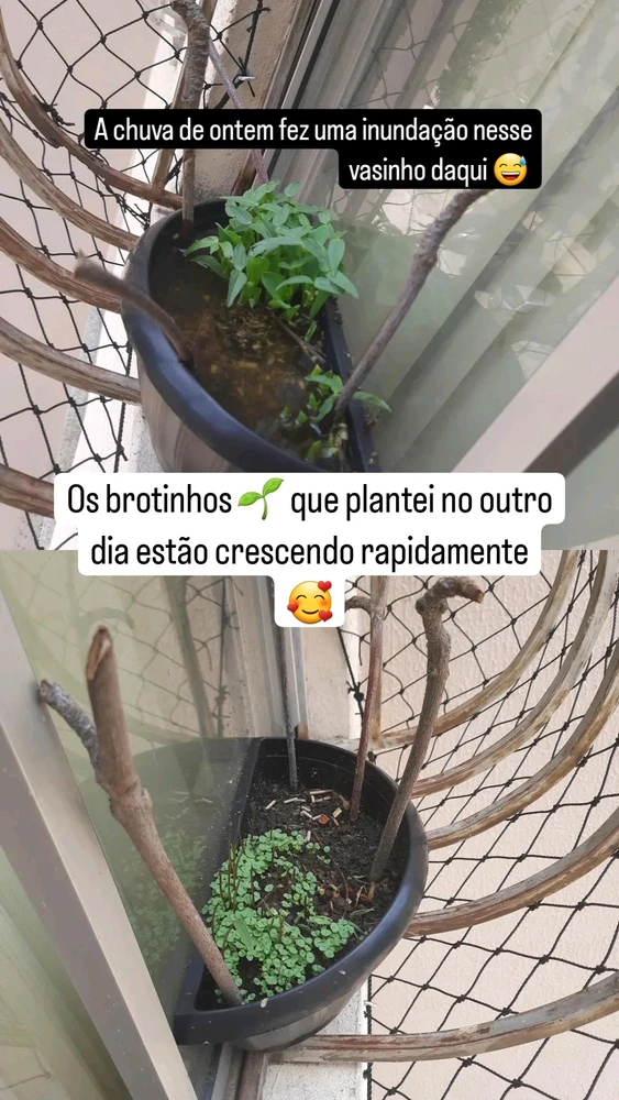 Imagem enviada por Thiago Viana