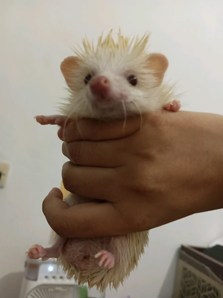 Image uploaded by karma