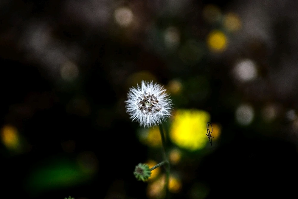 Bild hochgeladen von Frau_P.