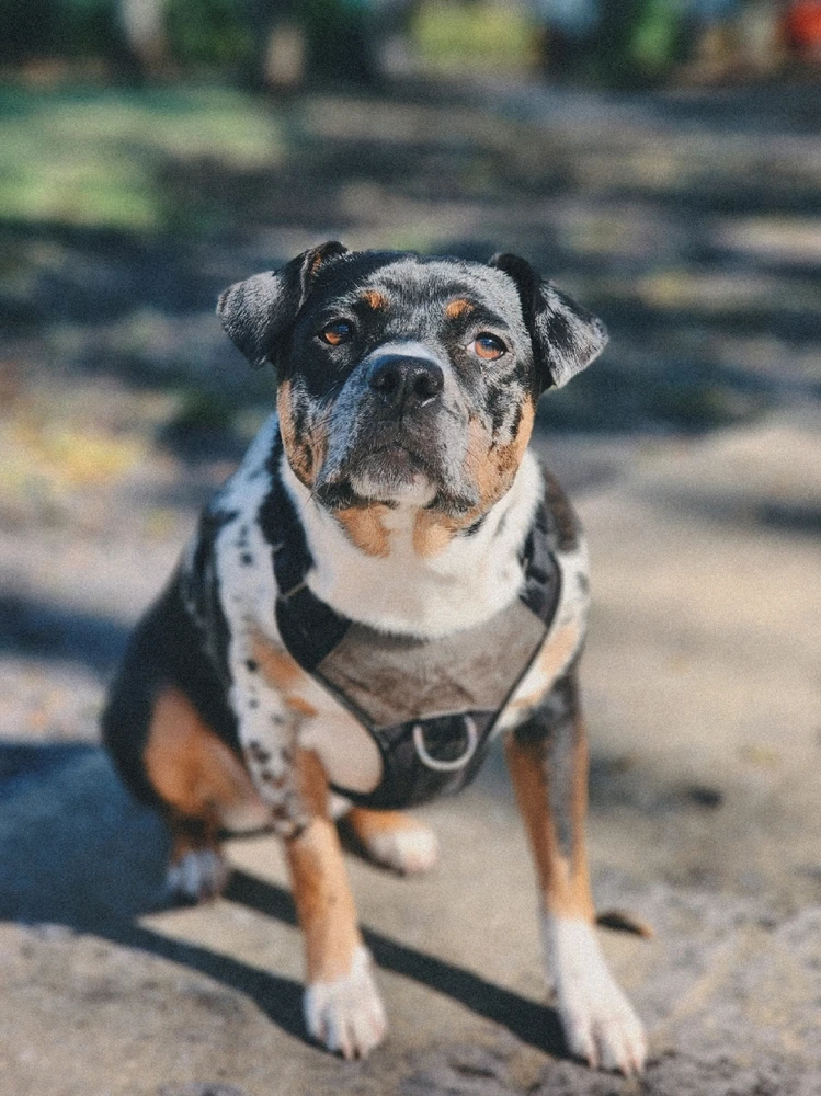 Image uploaded by ✨️Gender/Blender✨️