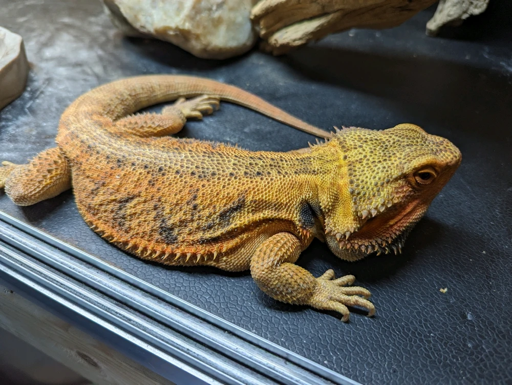 Image uploaded by Jonathan