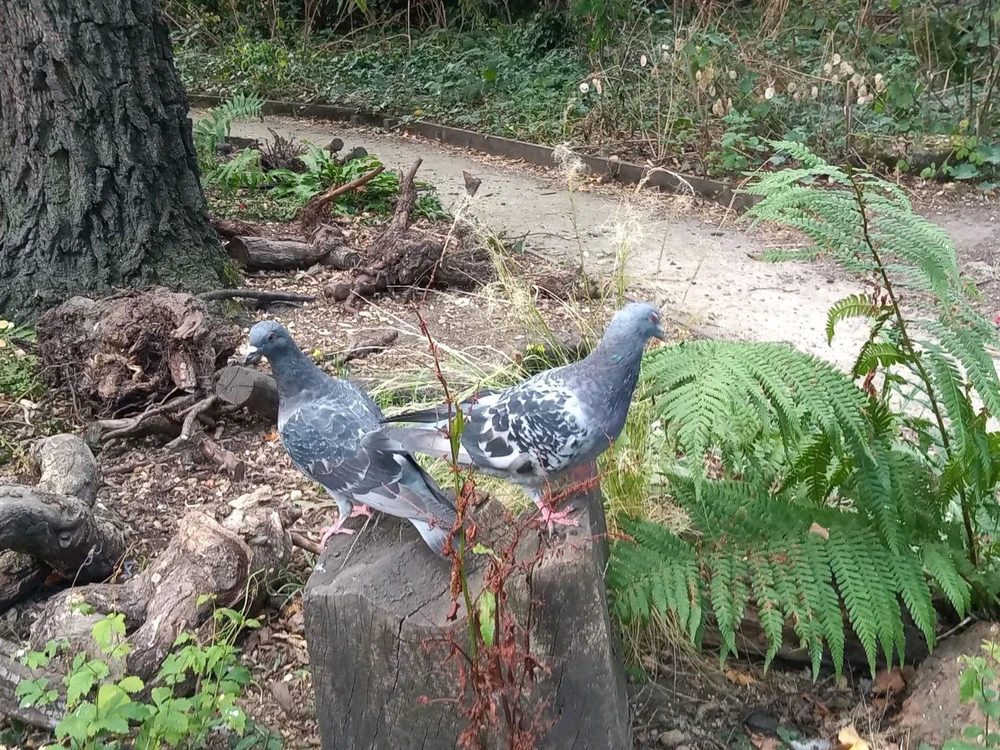 Two pigeons on a tree stump with their backs to one another.