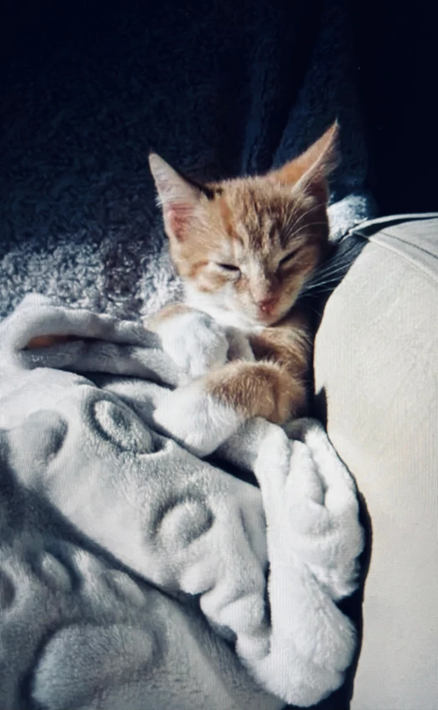 Gambar diunggah dening Hanna