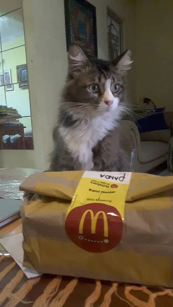 Look at this cat thinking he slick and the moment i open the bag he will launch his attack